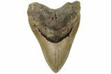 Fossil Megalodon Tooth - North Carolina #221844-1